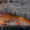 Доставка шашлыка Киев - <ro>Изображение</ro><ru>Изображение</ru> #3, <ru>Объявление</ru> #1677712