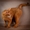 Абиссинский кот окраса соррель в любящие и заботливые руки  - <ro>Изображение</ro><ru>Изображение</ru> #3, <ru>Объявление</ru> #1687549