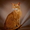Абиссинский кот окраса соррель в любящие и заботливые руки  - <ro>Изображение</ro><ru>Изображение</ru> #2, <ru>Объявление</ru> #1687549