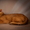 Абиссинский кот окраса соррель в любящие и заботливые руки  - <ro>Изображение</ro><ru>Изображение</ru> #1, <ru>Объявление</ru> #1687549