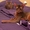 Абиссинский котенок - неповторимость и шик вашего дома - <ro>Изображение</ro><ru>Изображение</ru> #6, <ru>Объявление</ru> #380702