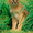 Продам котят Каракала - <ro>Изображение</ro><ru>Изображение</ru> #1, <ru>Объявление</ru> #1694944