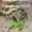 Черепахи сухопутные продам - <ro>Изображение</ro><ru>Изображение</ru> #3, <ru>Объявление</ru> #1695081