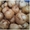 Вега МР 2500 Про машина для мойки овощей (корнеплодов) - <ro>Изображение</ro><ru>Изображение</ru> #5, <ru>Объявление</ru> #1694689