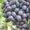 Саженцы винограда Аюта #1698523