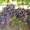Саженцы винограда Байконур #1698569