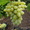 Саженцы винограда Белла #1698506