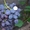 Саженцы винограда Бруно #1698555