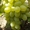 Саженцы винограда Елизавета #1698514
