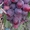 Саженцы винограда Эверест #1698542