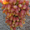 Саженцы винограда Хохотушка #1698560