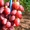 Саженцы винограда Ягуар #1698553