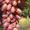 Саженцы винограда Юбилей Херсонского Дачника #1698513