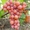 Саженцы винограда Киш-Миш Красный #1698599