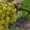 Саженцы винограда Каприз (Тайна Монаха) #1698520