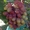 Саженцы винограда Катруся Каховская #1698545