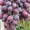 Саженцы винограда Лада-Т #1698566