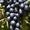 Саженцы винограда Ласточка #1698534