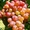 Саженцы винограда Легенда Аксая #1698535