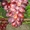 Саженцы винограда Лёлик #1698556