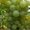 Саженцы винограда Маэстро #1698567
