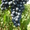 Саженцы винограда Молдова #1698511