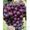 Саженцы винограда Мускат Новошахтинский #1698598