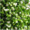 Овощерезка (шинковка) салатов, лука, зелени Вега 346 - <ro>Изображение</ro><ru>Изображение</ru> #4, <ru>Объявление</ru> #1697881