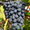Саженцы винограда Наталья (Молдова ранняя) #1698568