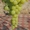 Саженцы винограда Киш-Миш Ниагара #1698552