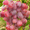 Саженцы винограда Новочеркасский красный #1698504