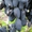 Саженцы винограда Рада #1698518