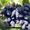Саженцы винограда Ромбик #1698595