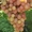 Саженцы винограда Румба #1698507