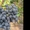 Саженцы винограда Руслан #1698519