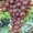 Саженцы винограда Сиреневый Туман #1698537