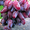 Саженцы винограда Шерхан #1698564