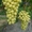 Саженцы винограда Слава Украине #1698521