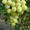 Саженцы винограда Спонсор #1698592