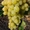 Саженцы винограда Супер Экстра #1698508