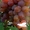 Саженцы винограда Вероника #1698538