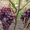 Саженцы винограда Заря Несветая #1698533