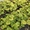 108 x WASABI PLANTS sadzonki sushi plant pflanze japan farm