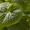54 x WASABI PLANTS sadzonki sushi plant pflanze japan farm seed - <ro>Изображение</ro><ru>Изображение</ru> #5, <ru>Объявление</ru> #1701342