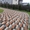 Тротуарная плитка по низким ценам Киев - <ro>Изображение</ro><ru>Изображение</ru> #3, <ru>Объявление</ru> #1710011