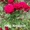 Розы штамбовые большой выбор, розница и опт, высылаем по Украине - <ro>Изображение</ro><ru>Изображение</ru> #2, <ru>Объявление</ru> #1716532