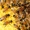 Продаются пчелосемьи,  недорого. Продам бджіл недорого. #1725230