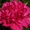 Махровые травянистые пионы из частной коллекции - <ro>Изображение</ro><ru>Изображение</ru> #5, <ru>Объявление</ru> #1725328