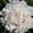 Махровые травянистые пионы из частной коллекции - <ro>Изображение</ro><ru>Изображение</ru> #6, <ru>Объявление</ru> #1725328