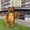 Коричневий костюм ведмедя надувний - <ro>Изображение</ro><ru>Изображение</ru> #5, <ru>Объявление</ru> #1727766